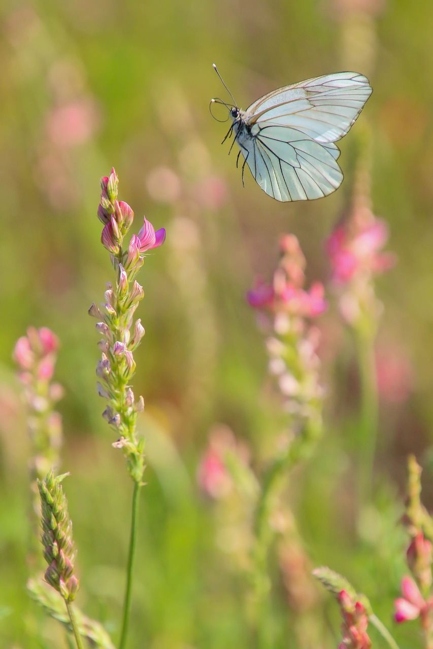 papillon